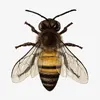 Arthur the Bee - @arthur.the.bee - TikTok
