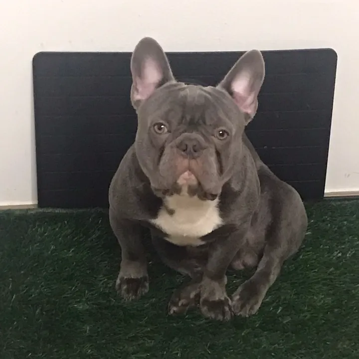 enzobully85